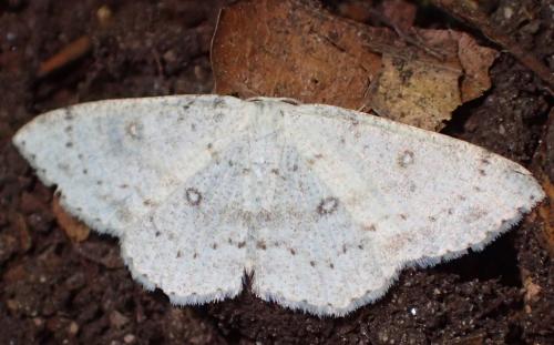 Réf. 299 394 : Cyclophora albipunctata